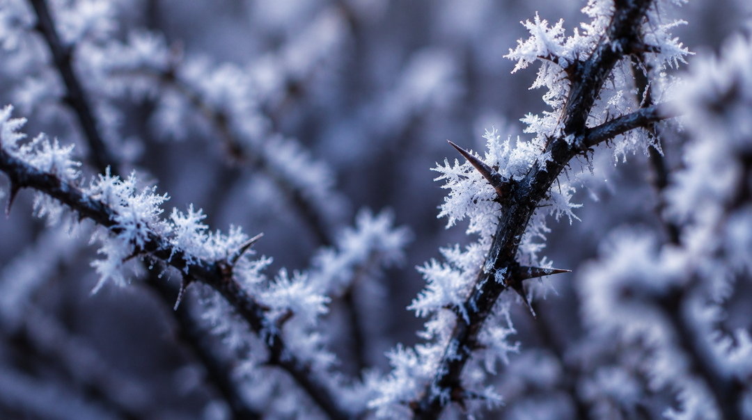 Schlehen ernten: Warum erst nach dem ersten Frost und wie du sie erkennst